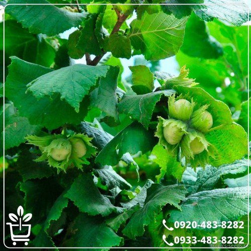 قیمت نهال فندق بارسلونا