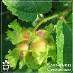 خرید نهال فندق بارسلونا