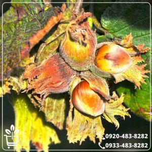 قیمت نهال فندق ترکیه