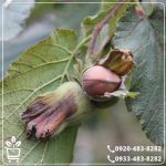 خرید نهال فندق ترکیه