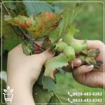 خرید نهال فندق ترکیه