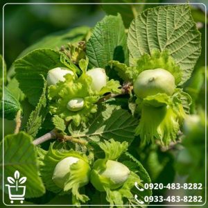 خرید نهال فندق تک شاخه