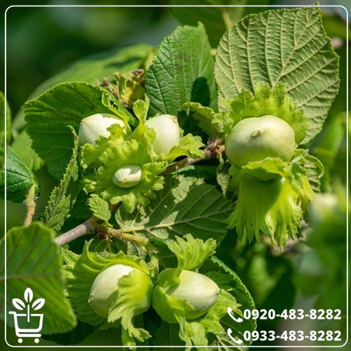 خرید نهال فندق تک شاخه