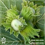 قیمت نهال فندق تک شاخه