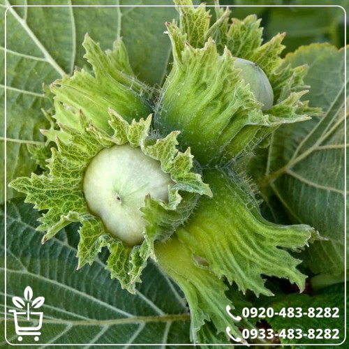 قیمت نهال فندق تک شاخه