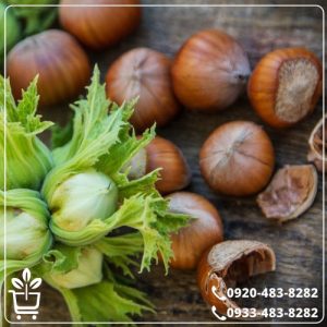 قیمت نهال فندق قزوین