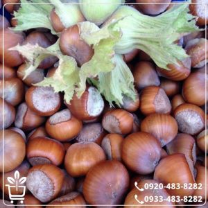 خرید نهال فندق قزوین