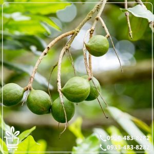 قیمت نهال فندق ماکادمیا