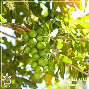 خرید نهال فندق ماکادمیا