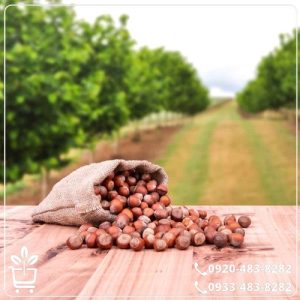 خرید نهال فندق موری