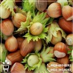 قیمت نهال فندق موری