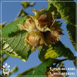 قیمت نهال فندق نخجوان