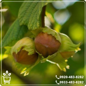 خرید نهال فندق نخجوان