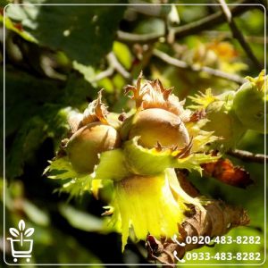 قیمت نهال فندق گردویی