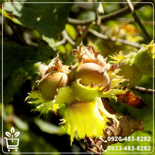 قیمت نهال فندق گردویی