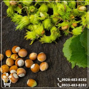 خرید نهال فندق گردویی