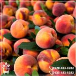 خرید نهال هلو آلبرتا