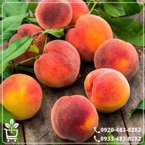 قیمت نهال هلو آلبرتا