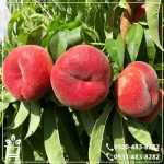 قیمت نهال هلو انجیری