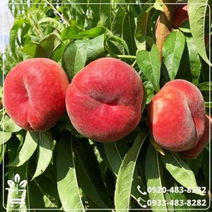 قیمت نهال هلو انجیری