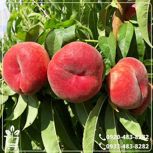 قیمت نهال هلو انجیری