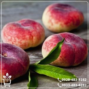 خرید نهال هلو انجیری