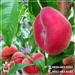 قیمت نهال هلو انجیری خونی