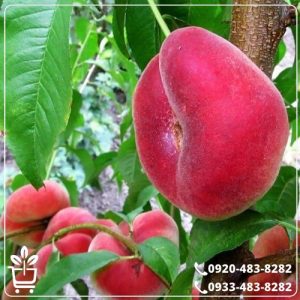 قیمت نهال هلو انجیری خونی