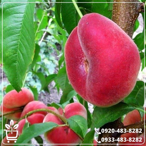 قیمت نهال هلو انجیری خونی