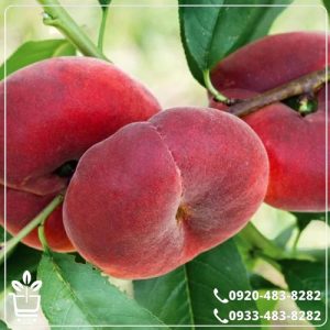 خرید نهال هلو انجیری خونی