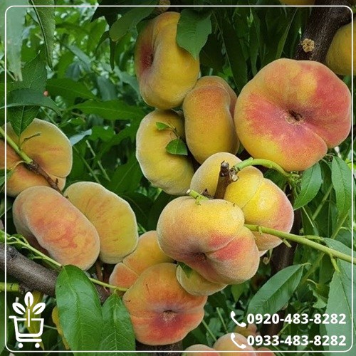 قیمت نهال هلو انجیری عسلی