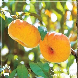 خرید نهال هلو انجیری عسلی