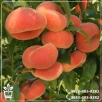 قیمت نهال هلو انجیری مالکی