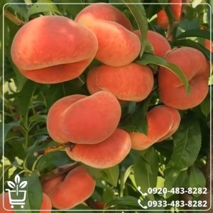 قیمت نهال هلو انجیری مالکی