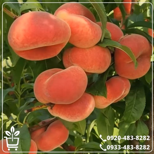 قیمت نهال هلو انجیری مالکی