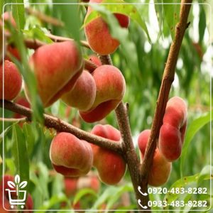 خرید نهال هلو انجیری مالکی