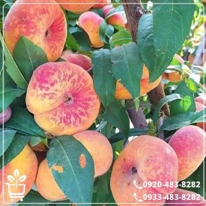 قیمت نهال هلو انجیری پلنگی