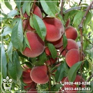 قیمت نهال هلو جوادی