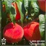 خرید نهال هلو جوادی