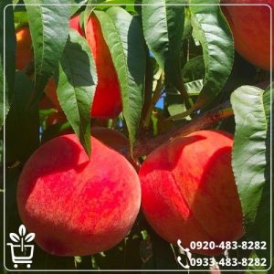 خرید نهال هلو جوادی