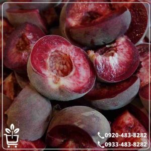 قیمت نهال هلو خونی