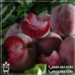 خرید نهال هلو خونی