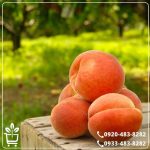 قیمت نهال هلو دوبار فرانسه