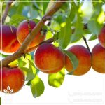 خرید نهال هلو دوبار فرانسه