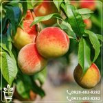 قیمت نهال هلو زعفرانی زودرس