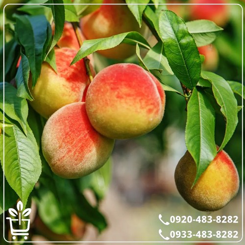 قیمت نهال هلو زعفرانی زودرس