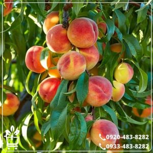 خرید نهال هلو زعفرانی زودرس