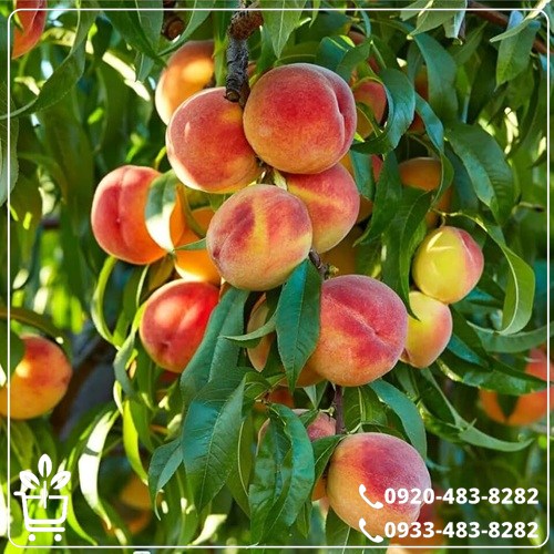 خرید نهال هلو زعفرانی زودرس