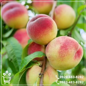 قیمت نهال هلو شفتالو