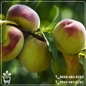 خرید نهال هلو شفتالو